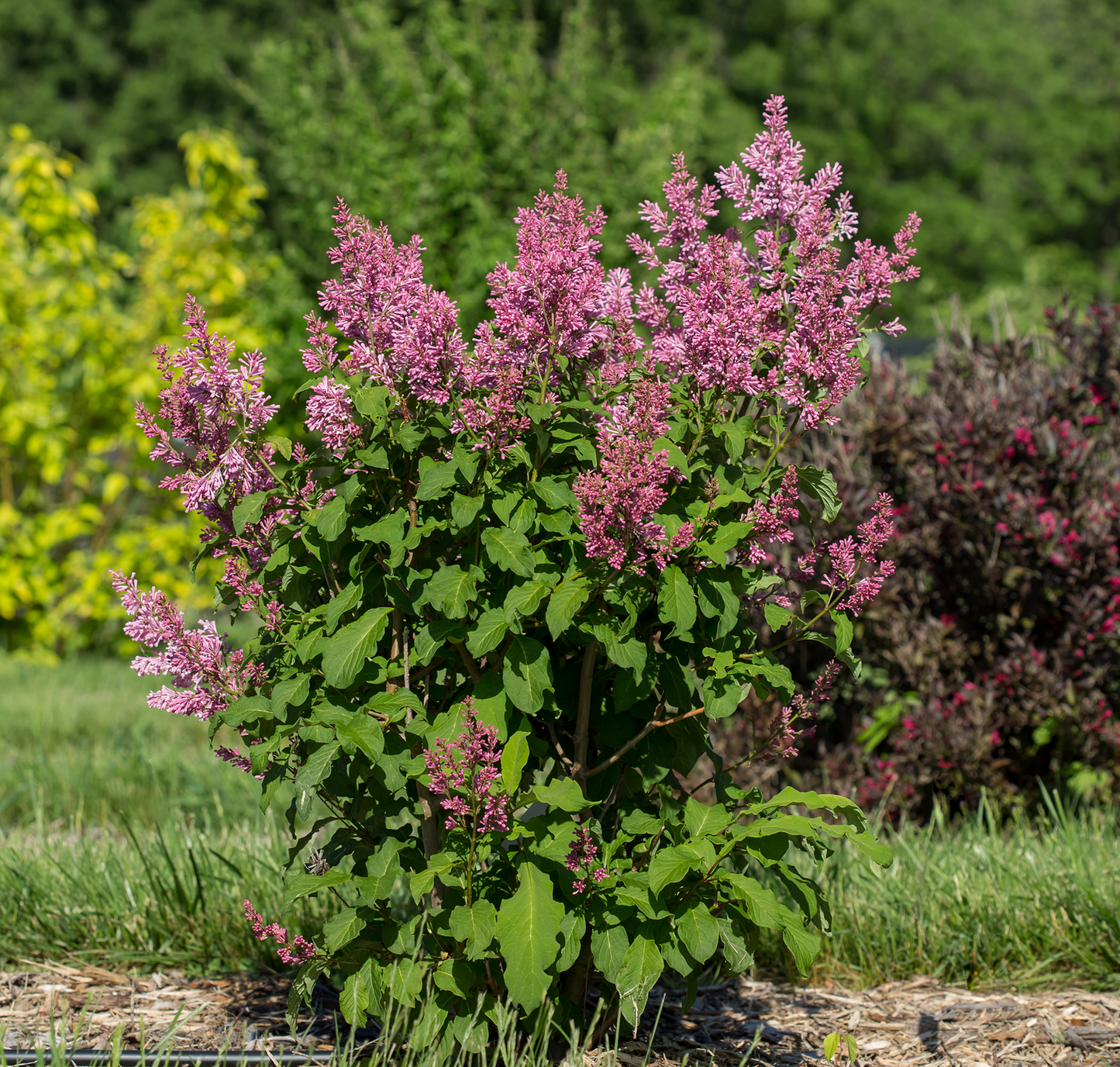 Syringa x prestoniae First Editions 'Pinktini'™