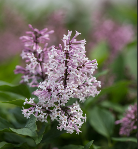 Syringa x First Editions® 'Little Lady'™