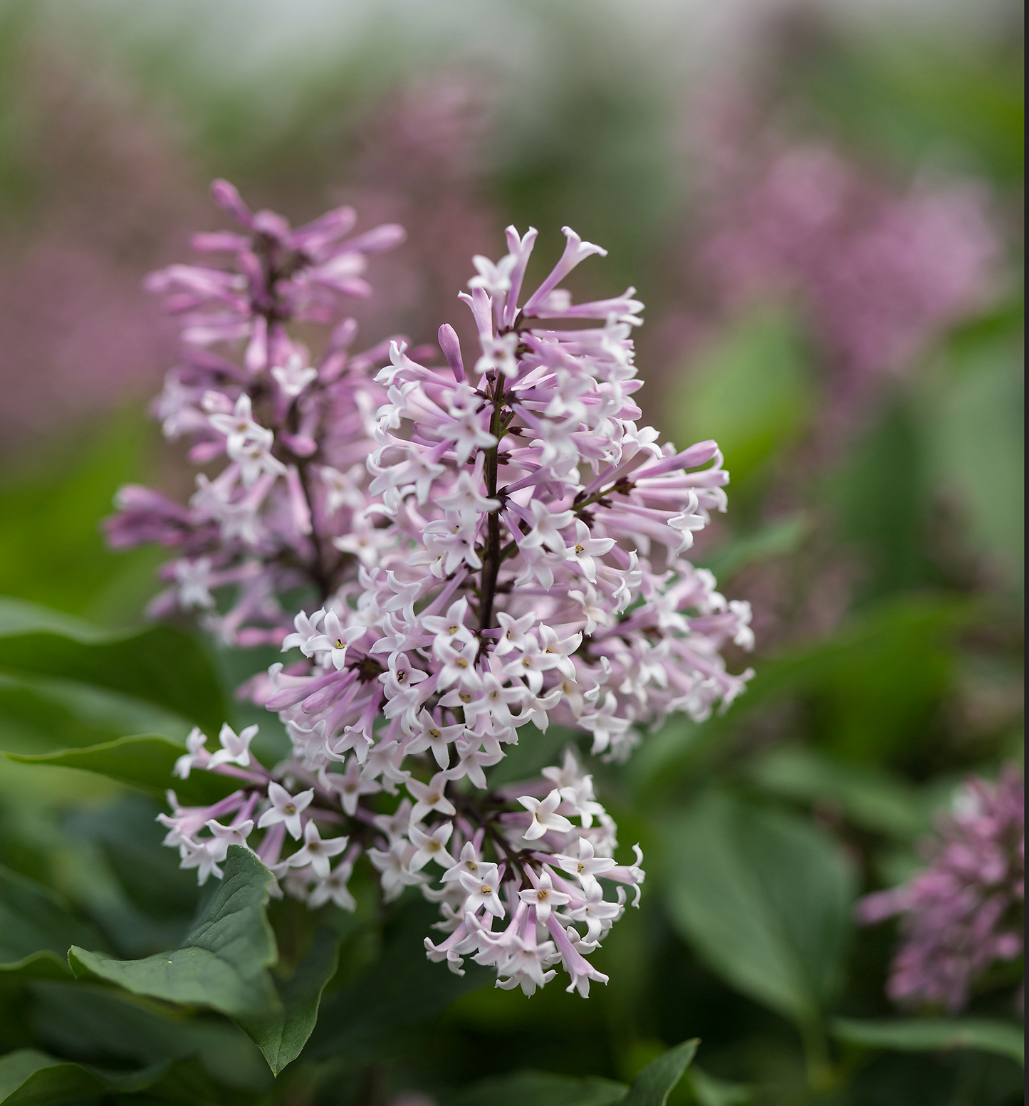 Syringa x First Editions® 'Little Lady'™