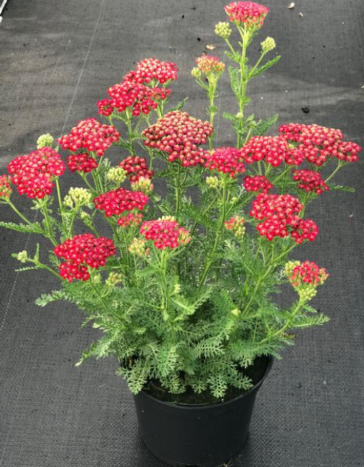 Achillea millefolium 'New Vintage Red'