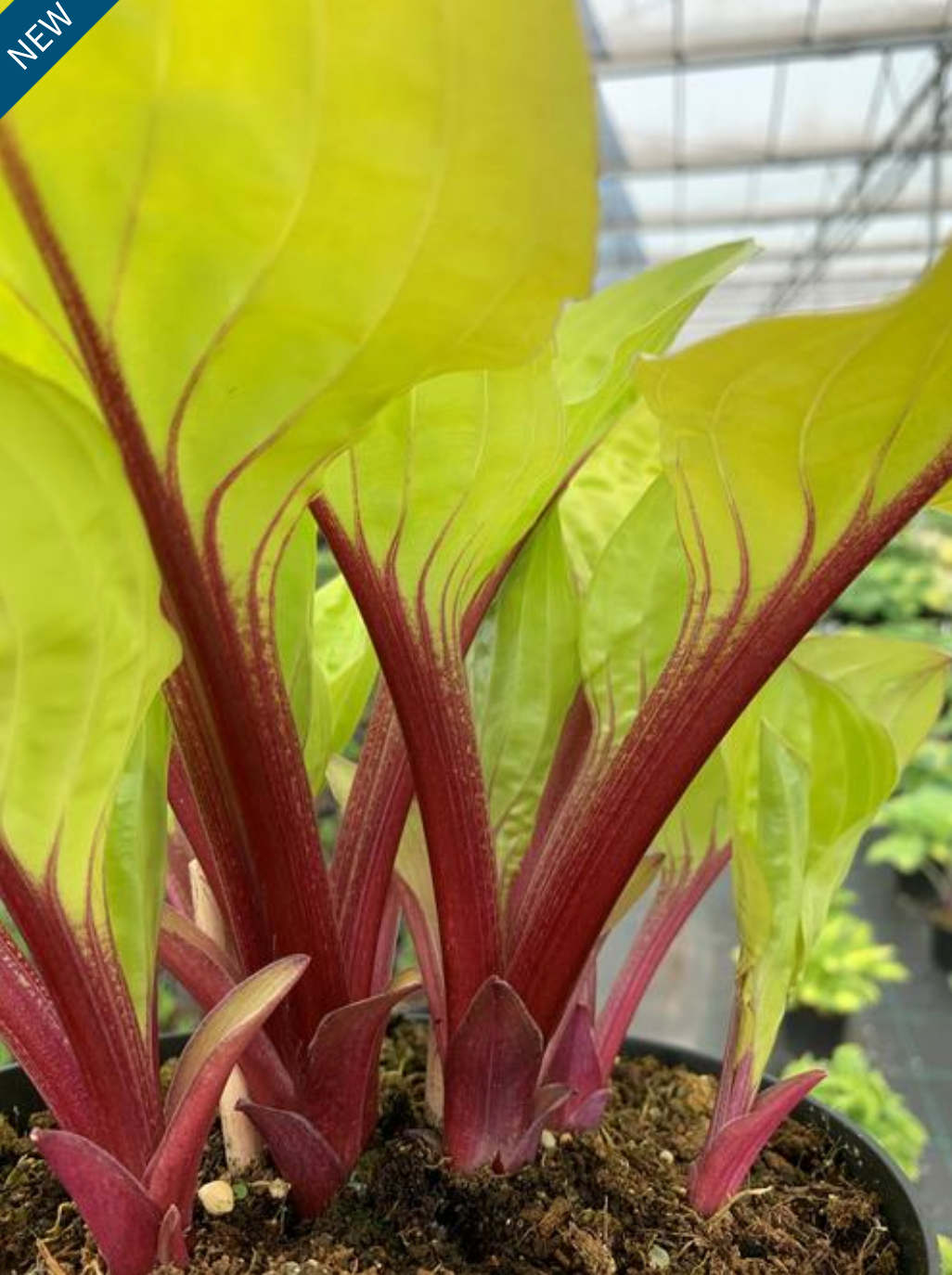 Hosta 'Lemon Snap'