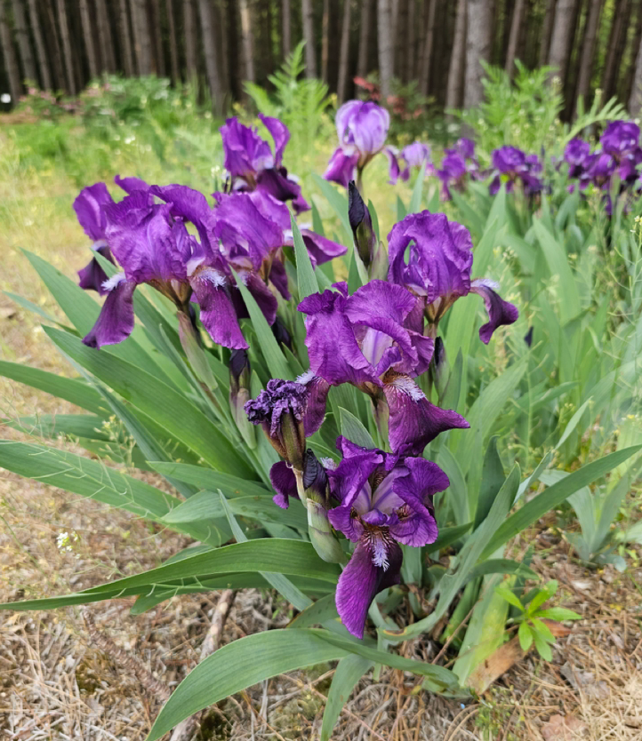 Iris pumila 'Deep Purple'