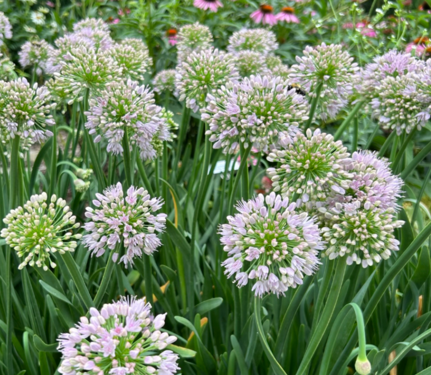 Allium 'Big Beauty'