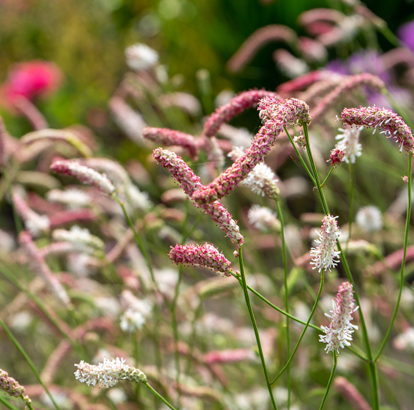 Sanguisorba tenuifolia 'Strawberry Frost'