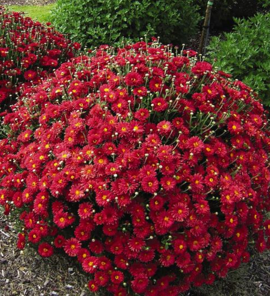 Chrysanthemum x morifolium 'Mammoth Red Daisy'