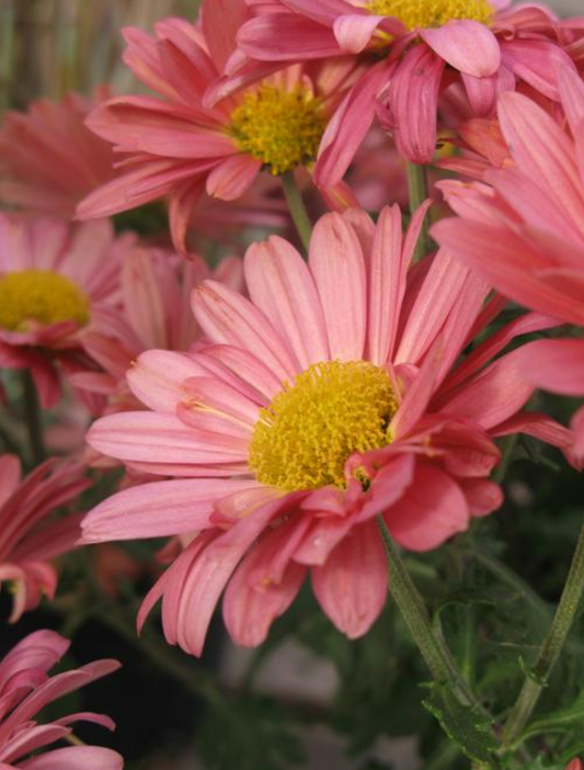 Chrysanthemum x morifolium 'Mammoth Coral Daisy'