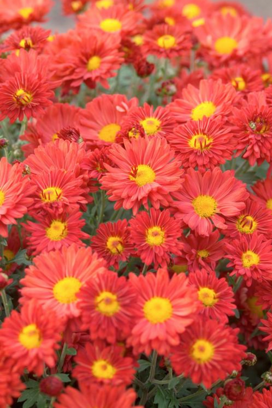 Chrysanthemum x morifolium 'Mammoth Dark Bronze'