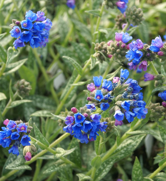 Pulmonaria longifolia 'Bertram Anderson'