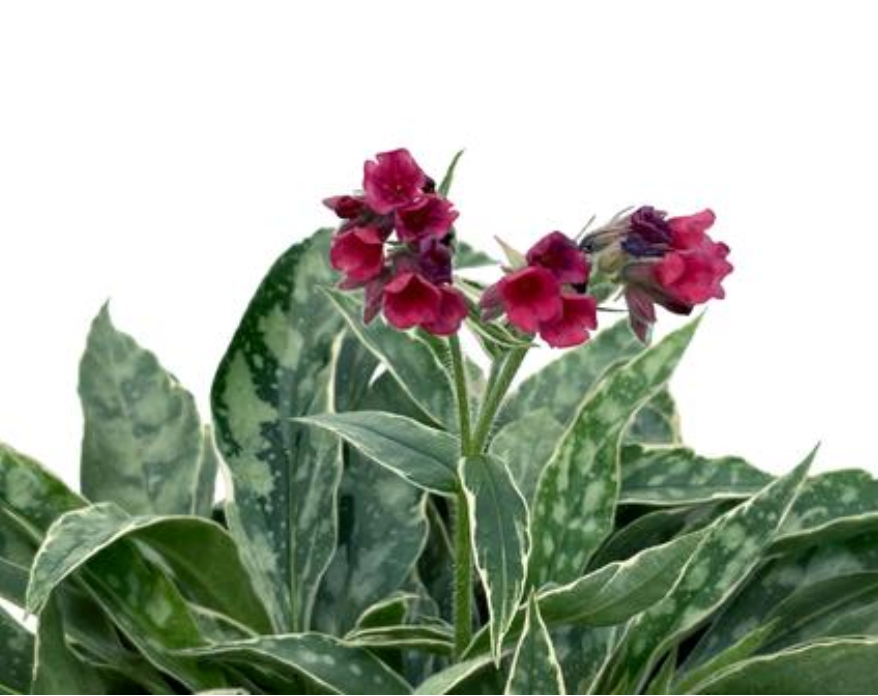 Pulmonaria 'Raspberry Frost'