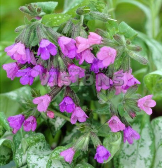 Pulmonaria longifolia 'Majeste'