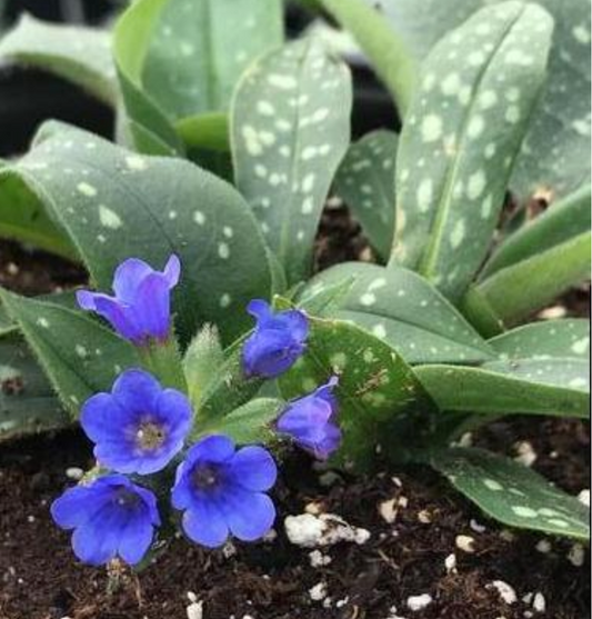 Pulmonaria saccharata 'Little Star'