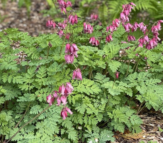 Dicentra x 'Luxuriant' (Bleeding Heart)