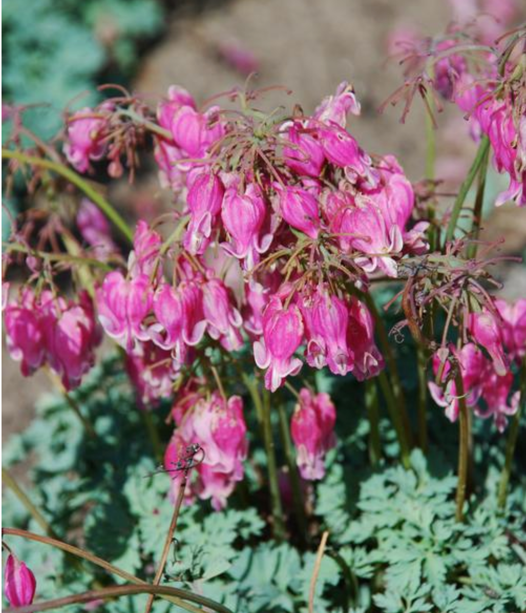 Dicentra x 'King of Hearts'