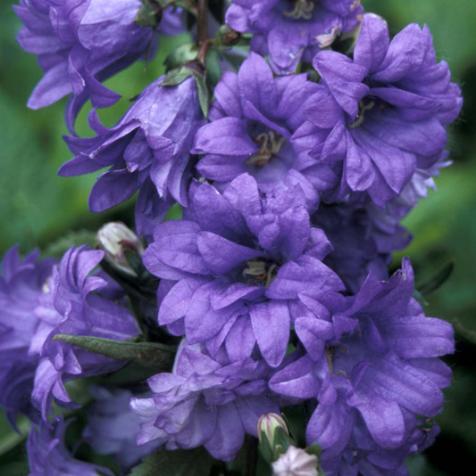 Campanula trachelium 'Bernice'