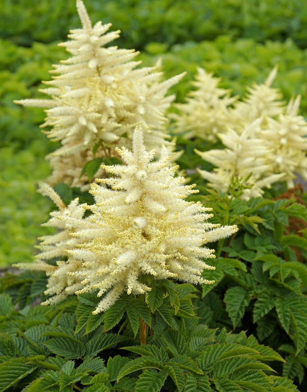 Aruncus aethusifolius 'Sparkles' (Goat's Beard)