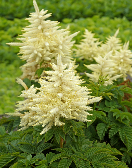 Aruncus 'Sparkles'