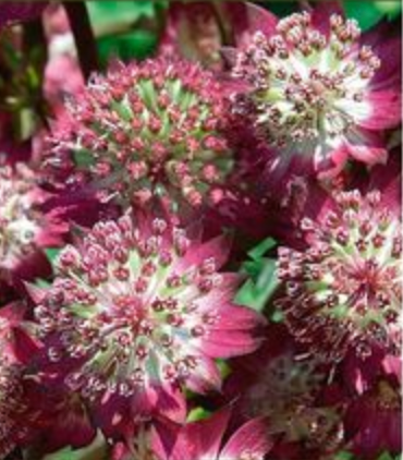 Astrantia major 'Star of Beauty'