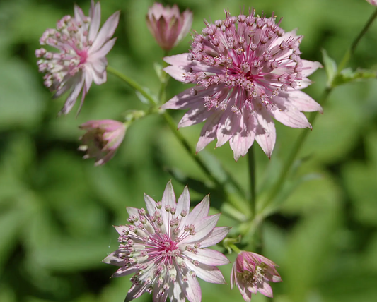 Astrantia major 'Roma'