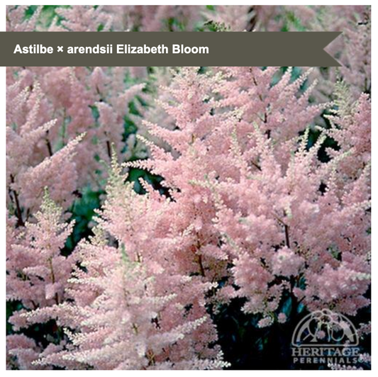 Astilbe arendsii 'Elizabeth Bloom'