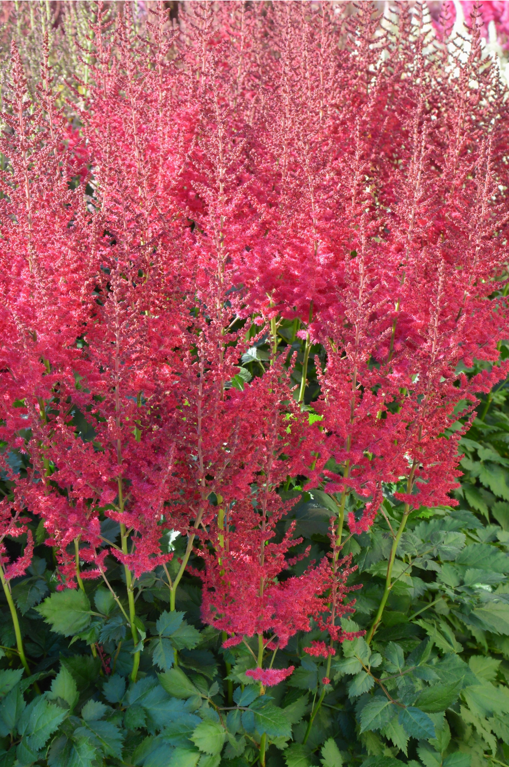 Astilbe chinensis 'Hot Pearls'