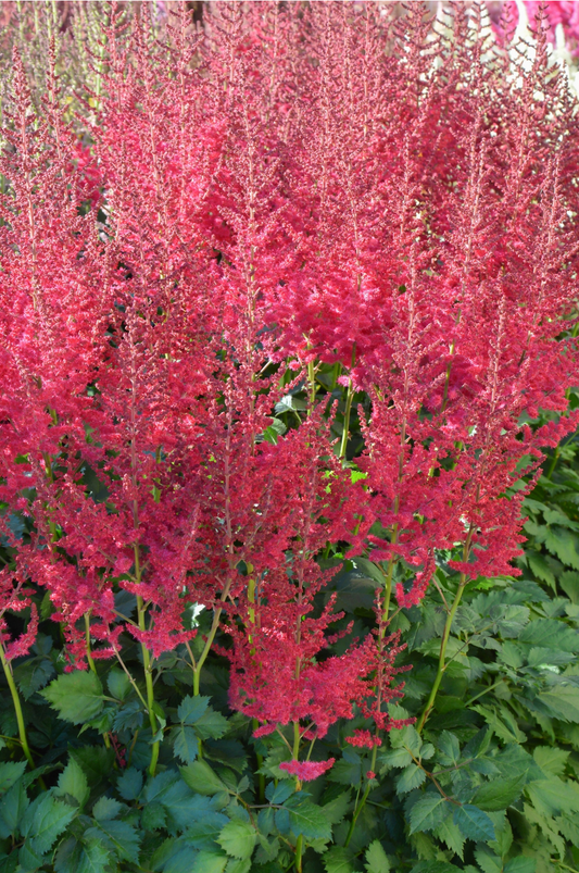 Astilbe chinensis 'Hot Pearls'