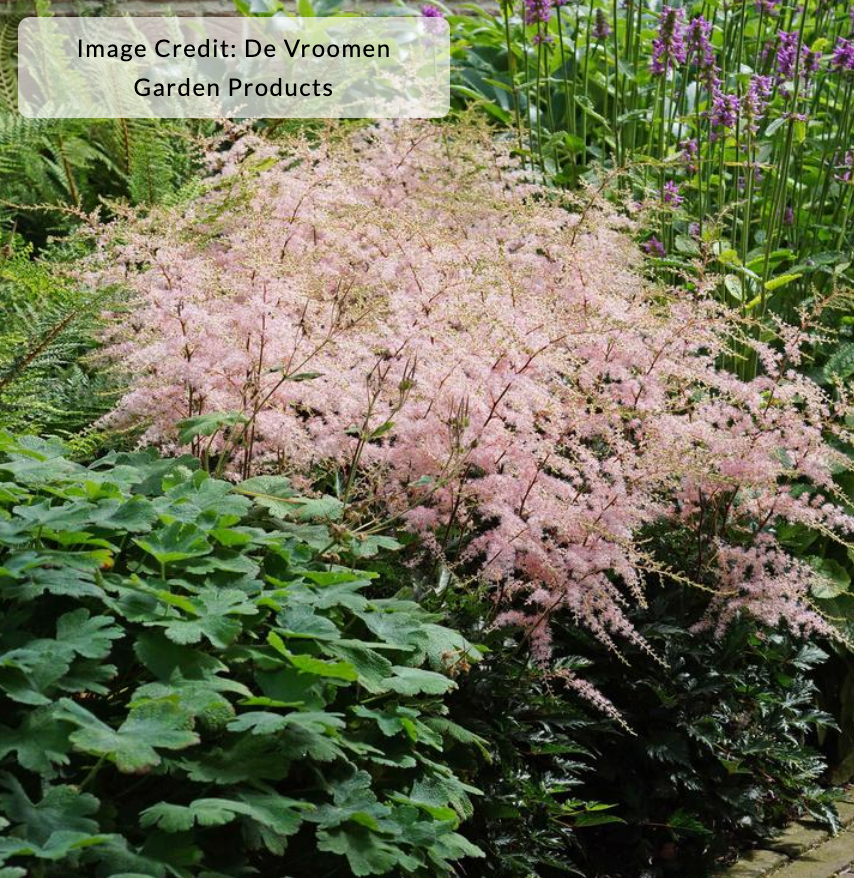 Astilbe simplicifolia 'Hennie Graafland'