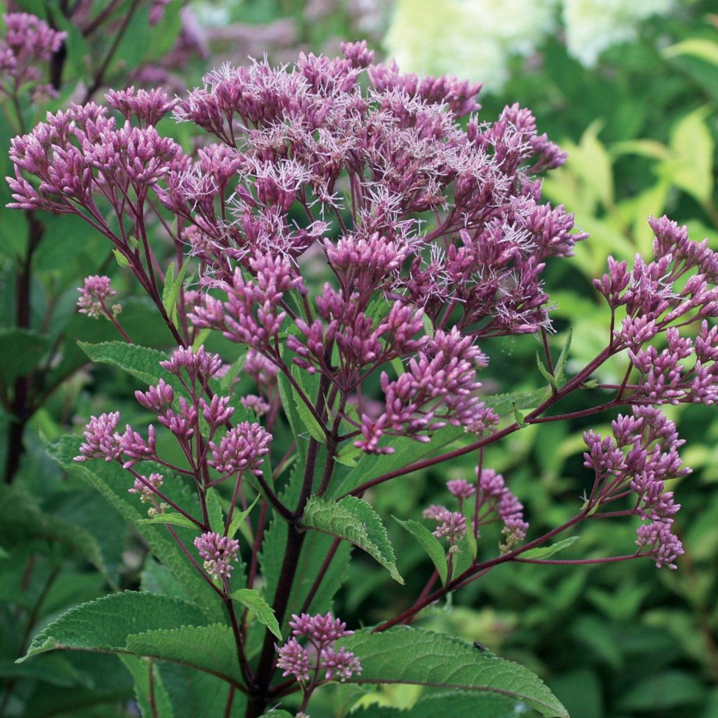 Eupatorium maculatum 'Phantom'