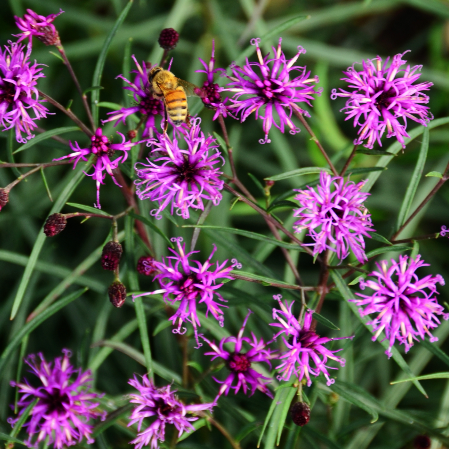 Vernonia x 'Summer's Swan Song' (Ironweed)