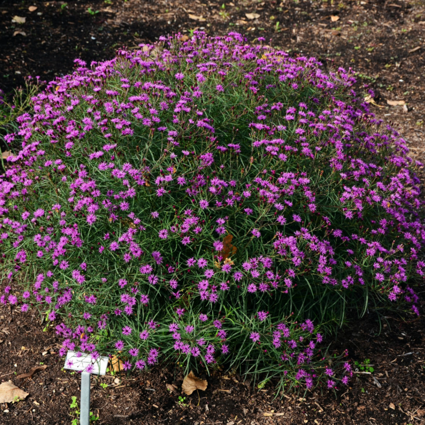 Vernonia x 'Summer's Swan Song' (Ironweed)