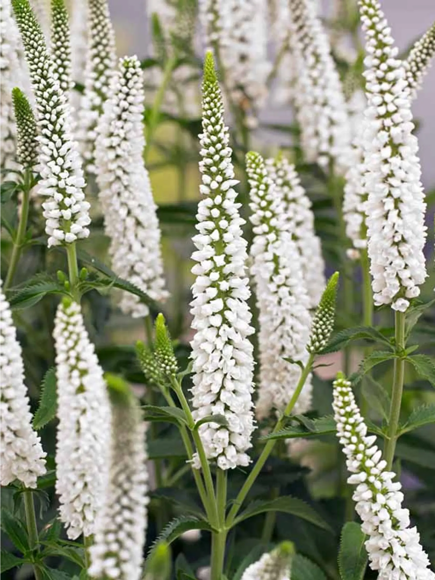 Veronica longifolia  'First Lady' (Speedwell)