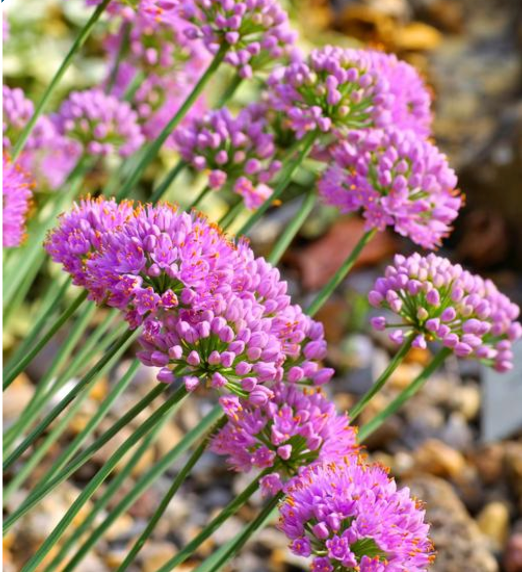 Allium senescens 'Glaucum'  (German Garlic)