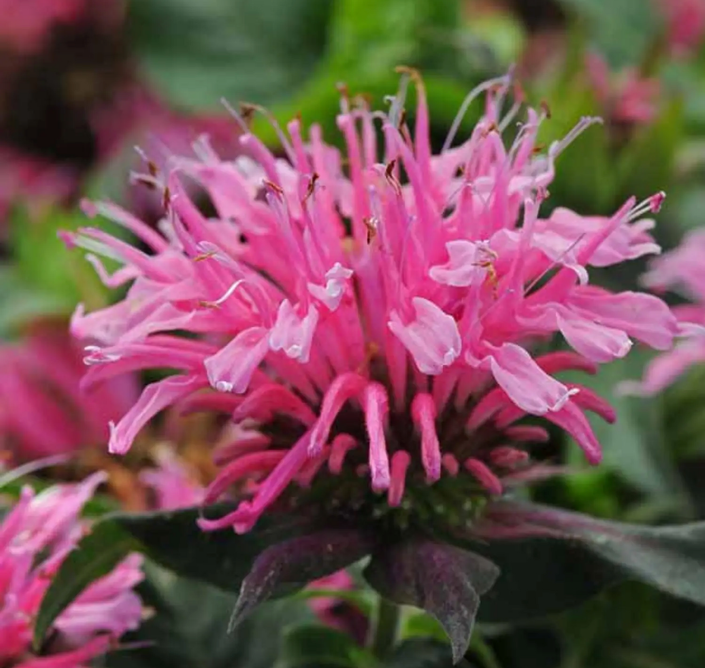 Monarda didyma 'Balmy Pink' (Bee Balm)