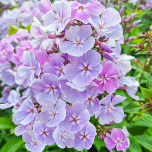 Phlox paniculata 'Franz Schubert'