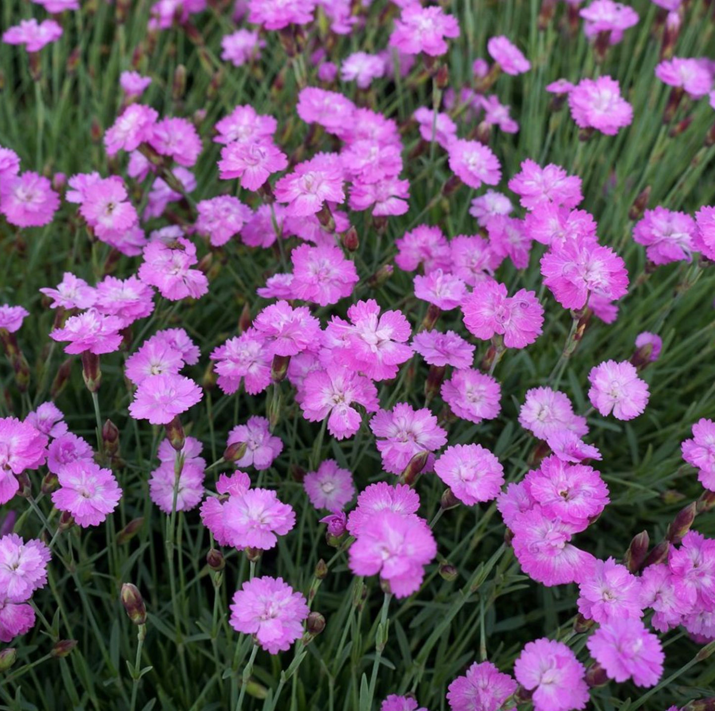 Dianthus gratianopolitanus 'Tiny Rubies'