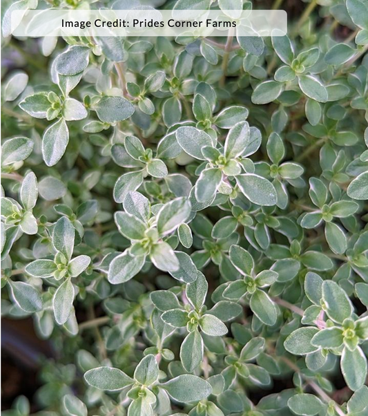 Thymus x citriodorus argenteus 'Silver Edged'