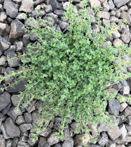 Thymus praecox  (Woolly Thyme)