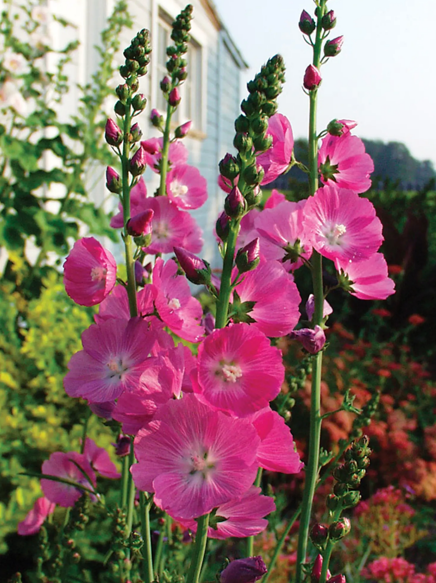 Sidalcea x 'Party Girl' (Prairie mallow, Hollyhock, Checkerbloom)