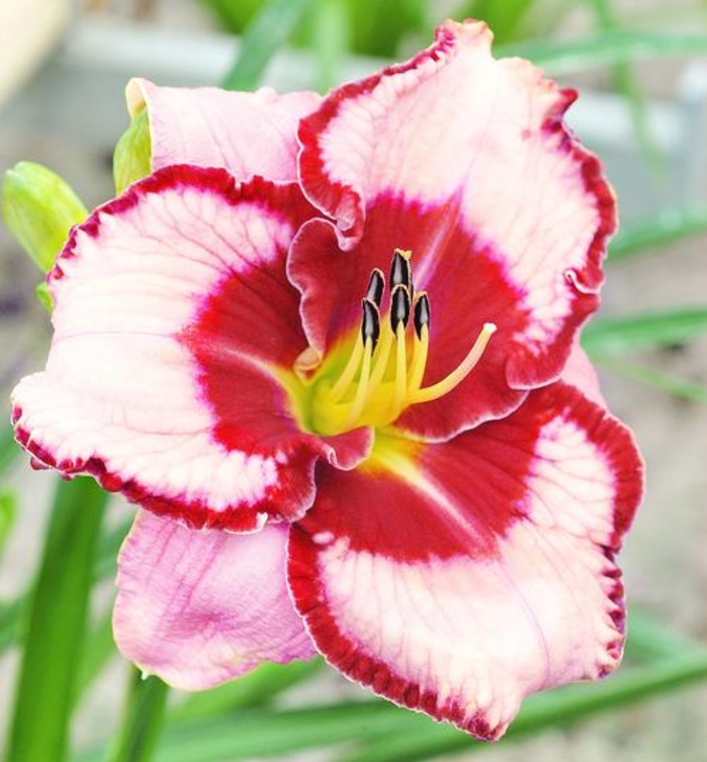 Hemerocallis 'Lies and Lipstick' (Daylily)