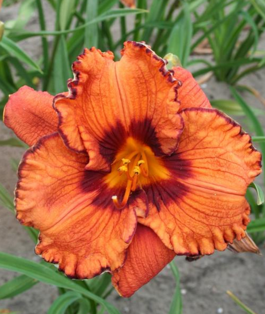 Hemerocallis 'Blaze of Glory'