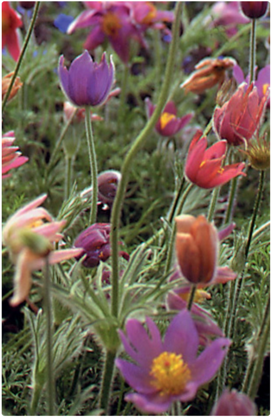 Pulsatilla vulgaris 'Papageno' (Pasque Flower)