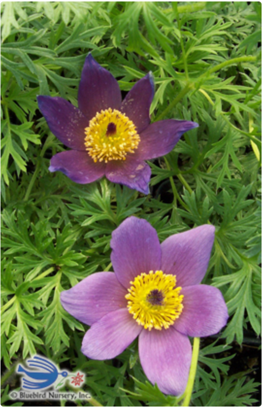 Pulsatilla vulgaris