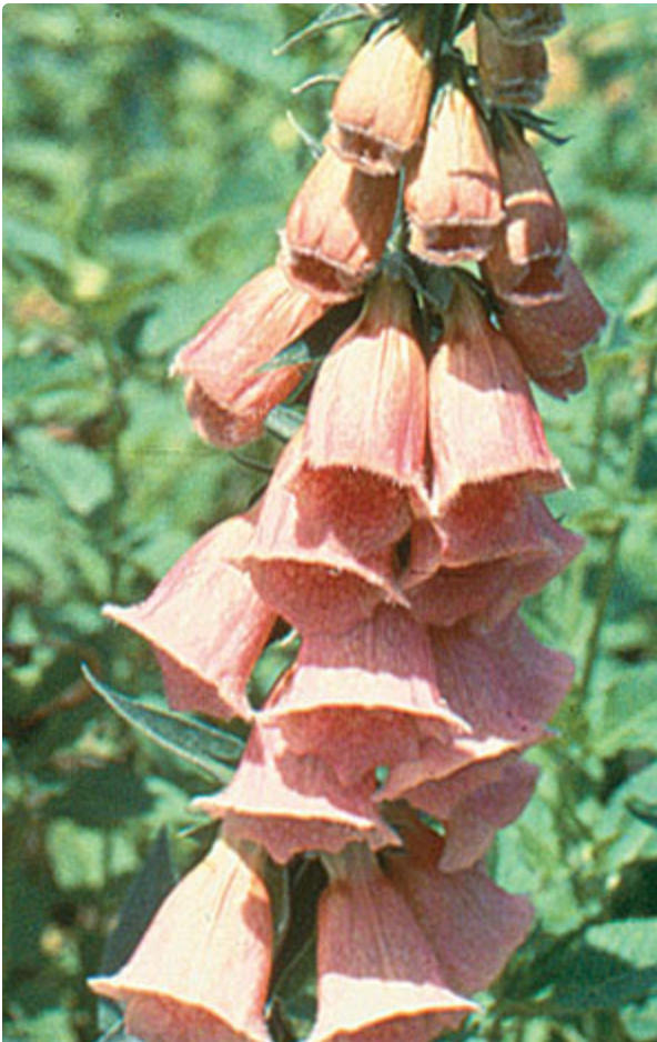 Digitalis mertonensis (Strawberry Foxglove)