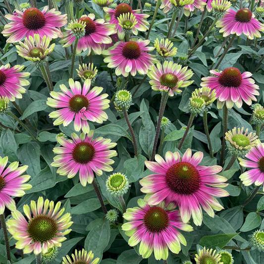 Echinacea purpurea 'Sweet Sandia'  (Coneflower)