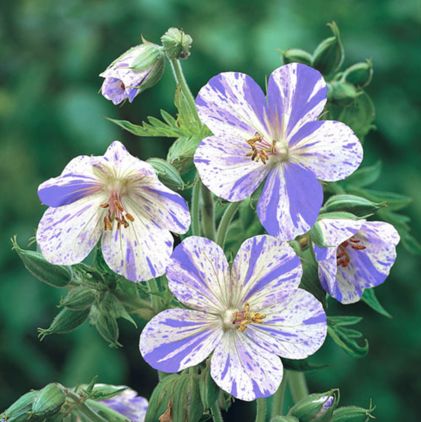 Geranium pratense 'Splish-splash'