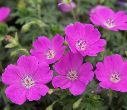 Geranium sanguineum 'Max Frei'