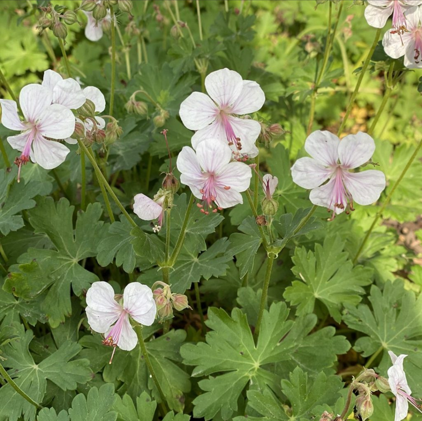 Geranium x cantabrigiense 'Biokovo'