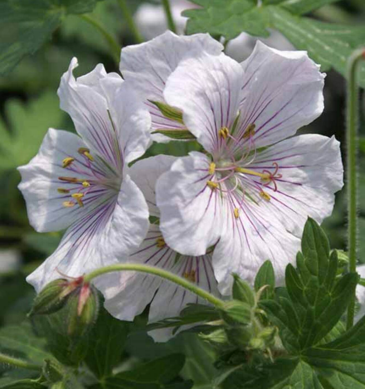 Geranium himalayense 'Derrick Cook'