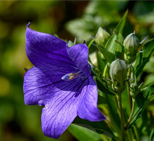 Platycodon grandiflorus 'Astra Blue'