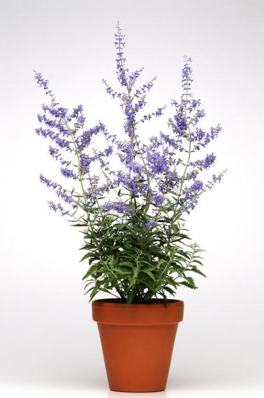 Perovskia atriplicifolia 'Crazy Blue' (Russian Sage)