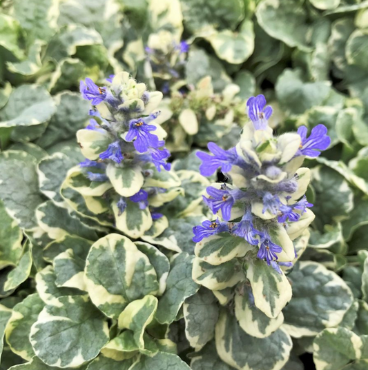 Ajuga reptans 'Silver Beauty'